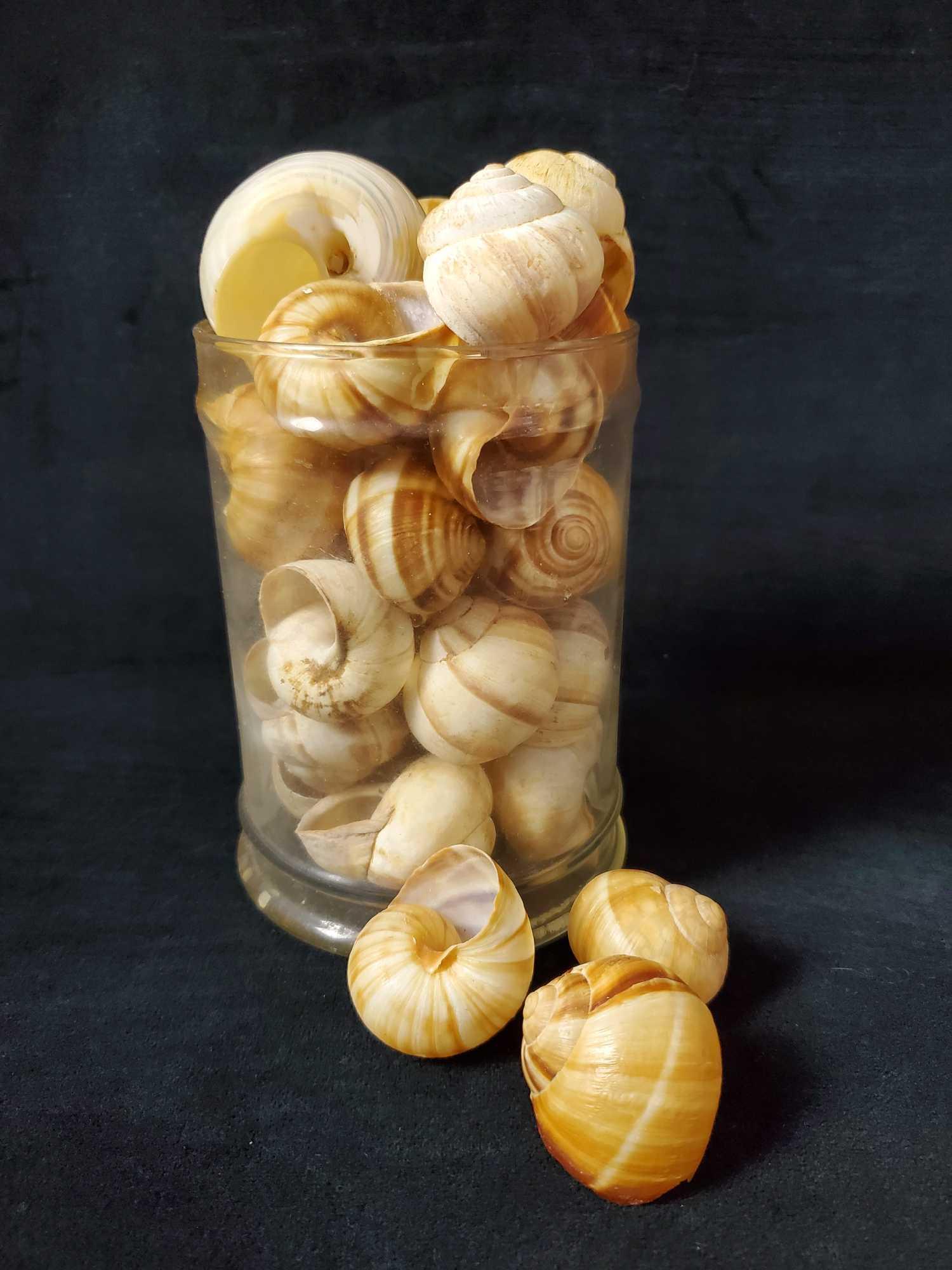 Jar Of Mollusk Spiral Shell Nautical (1 of 3)