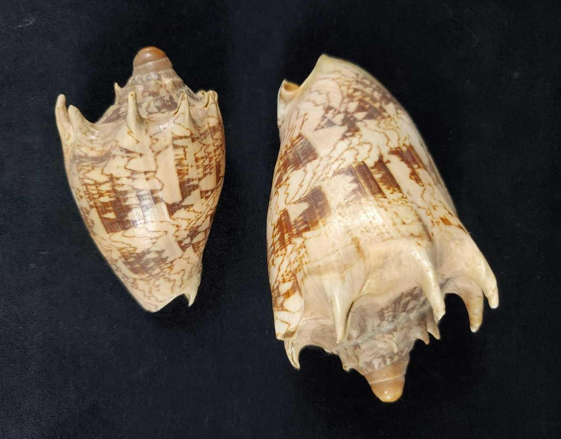 Polished Nautical Seashells Lot Of Two B (1 of 6)