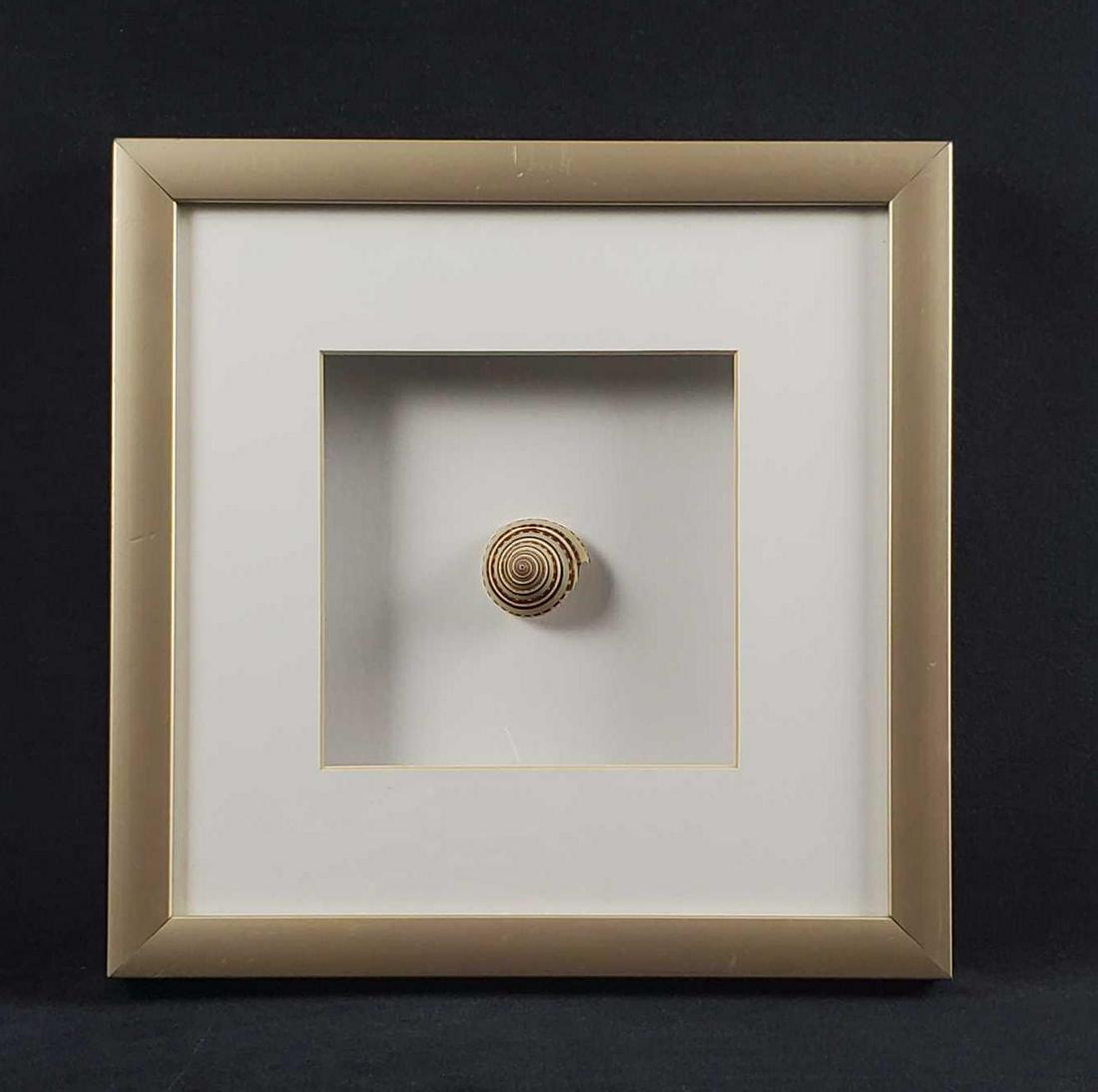 Nautical Framed Sundial Shell: This nautical piece of art made by natural depicts a sundail shell with a fibonacciÂ spiral top design in a shadow box gold tone frame. In good used condition with some scuffs on frame. Measures app