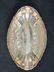 Silver Plate Tray Oval Bowl Meadowbrook Ikora - 5