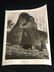1975 The Vanishing Prairie Black/White Disney - 12