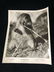 1975 The Vanishing Prairie Black/White Disney - 14