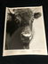 1975 The Vanishing Prairie Black/White Disney - 4