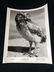 1975 The Vanishing Prairie Black/White Disney - 7