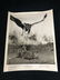 1975 The Vanishing Prairie Black/White Disney - 8