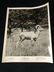 1975 The Vanishing Prairie Black/White Disney - 9