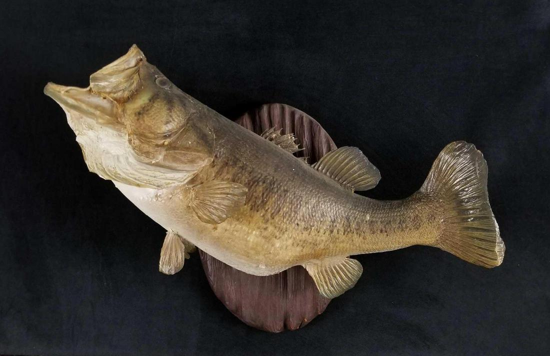 Largemouth Bass Taxidermy Fish Mount (1 of 10)