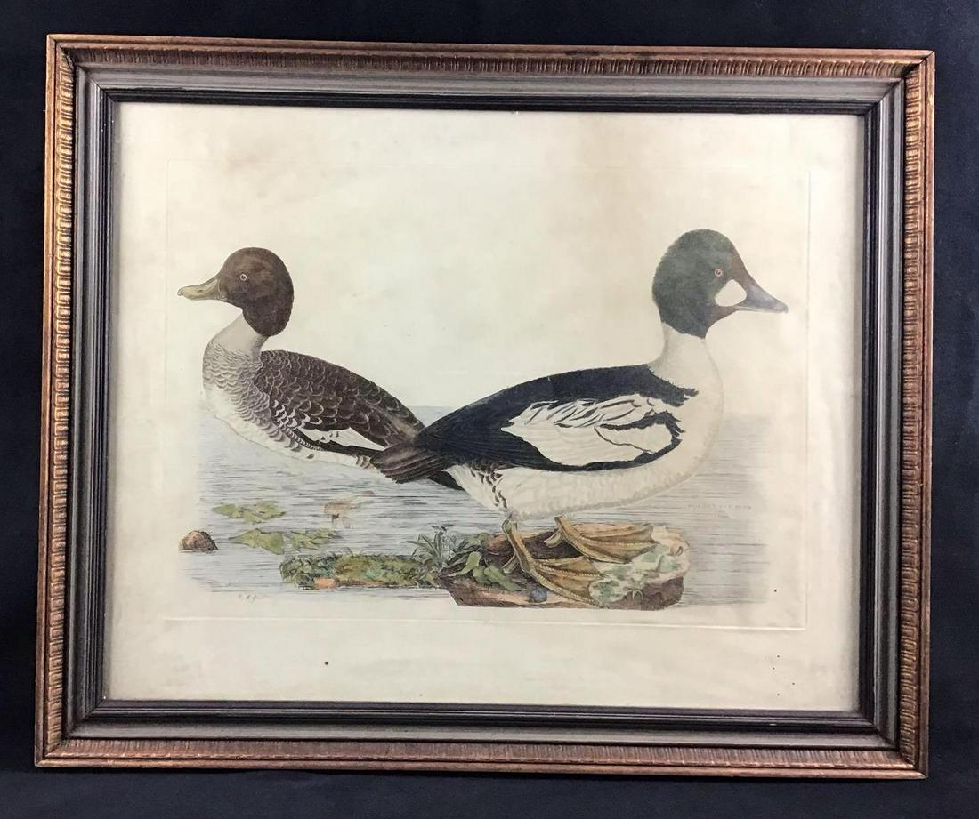 Selby Restrike Hand Colored Golden Eye Ducks Vintage (1 of 11)