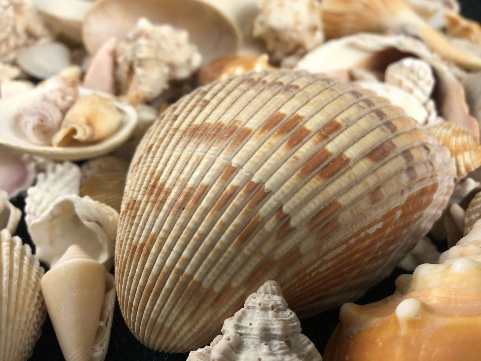 Vintage Lot Of Mixed Size & Species Natural Sea Shells (1 of 5)