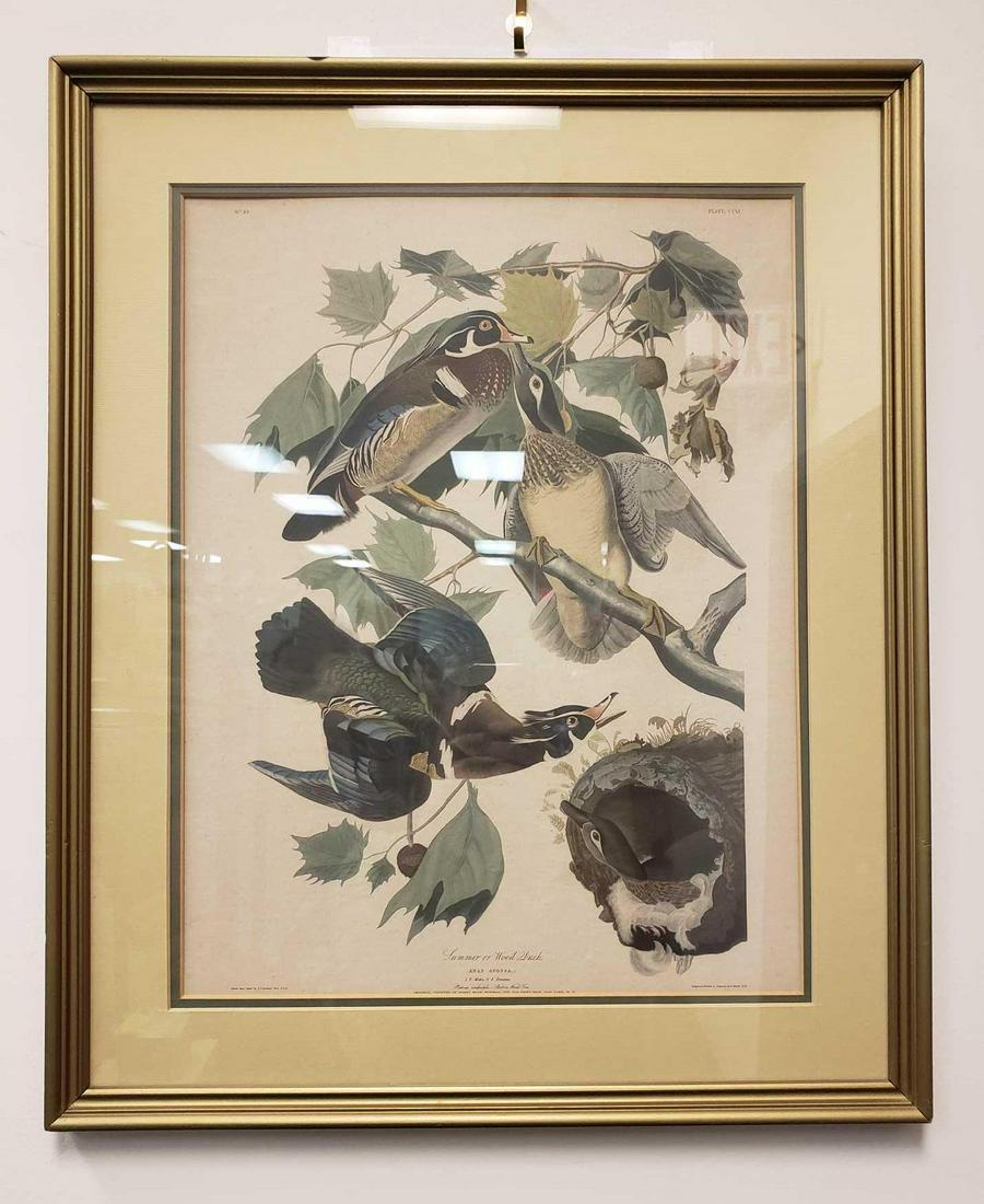 Summer or Wood Duck Illustration Print (1 of 4)