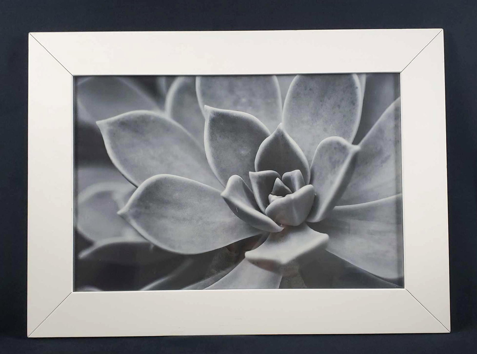 Aloe Study Giclee Print by Patrick Acheson 2005: This modern black and white photograph of a succulent is titled "Aloe Study" by Patrick Joseph Acheson. Limited Edition. Framed in a simple white; strong wiring. Artist Bio on back with West Elm barco