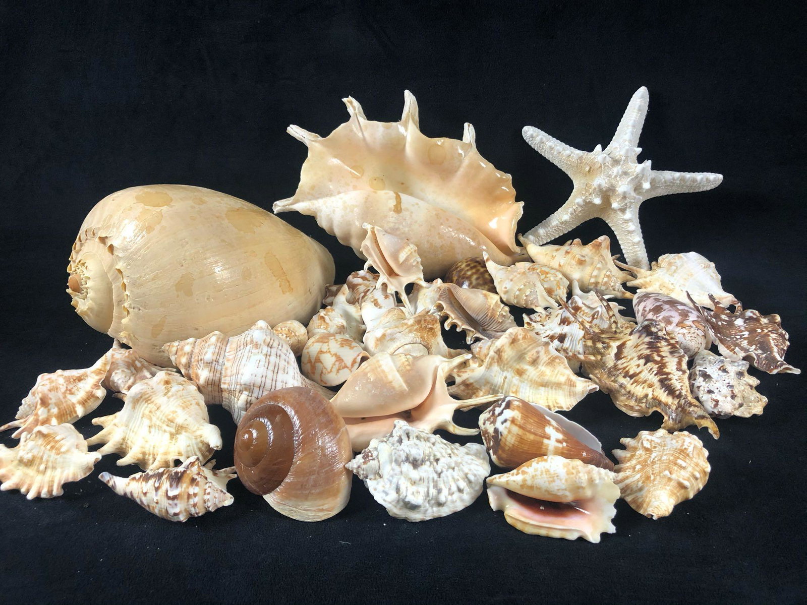 Vintage Collections Of Natural Sea Shells / Starfish 8: Vintage Collections Of Natural Ocean Shells / Starfish .These hand picked Mixed Lot of shells are in great condition clean and washed ready for display. Total of 8 lbs of shells