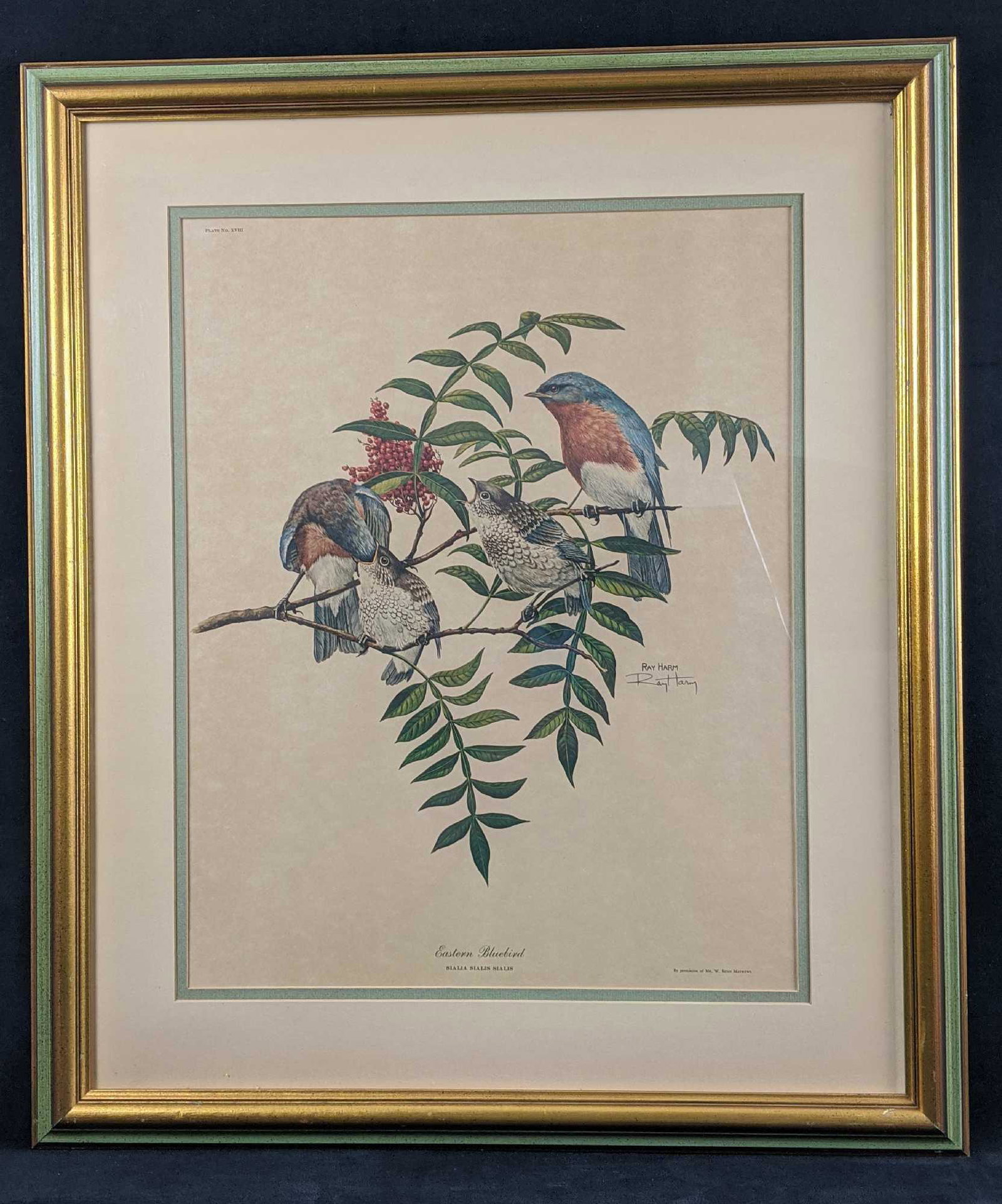 Vintage Ray Harm Signed Litho Eastern Bluebirds: Vintage Framed Ray Harm Signed Litho Eastern Bluebirds. Shows a Bluebird couple as they tend to their chicks. One feeds while another looks out for predators. This was released in 1966 with a limited 