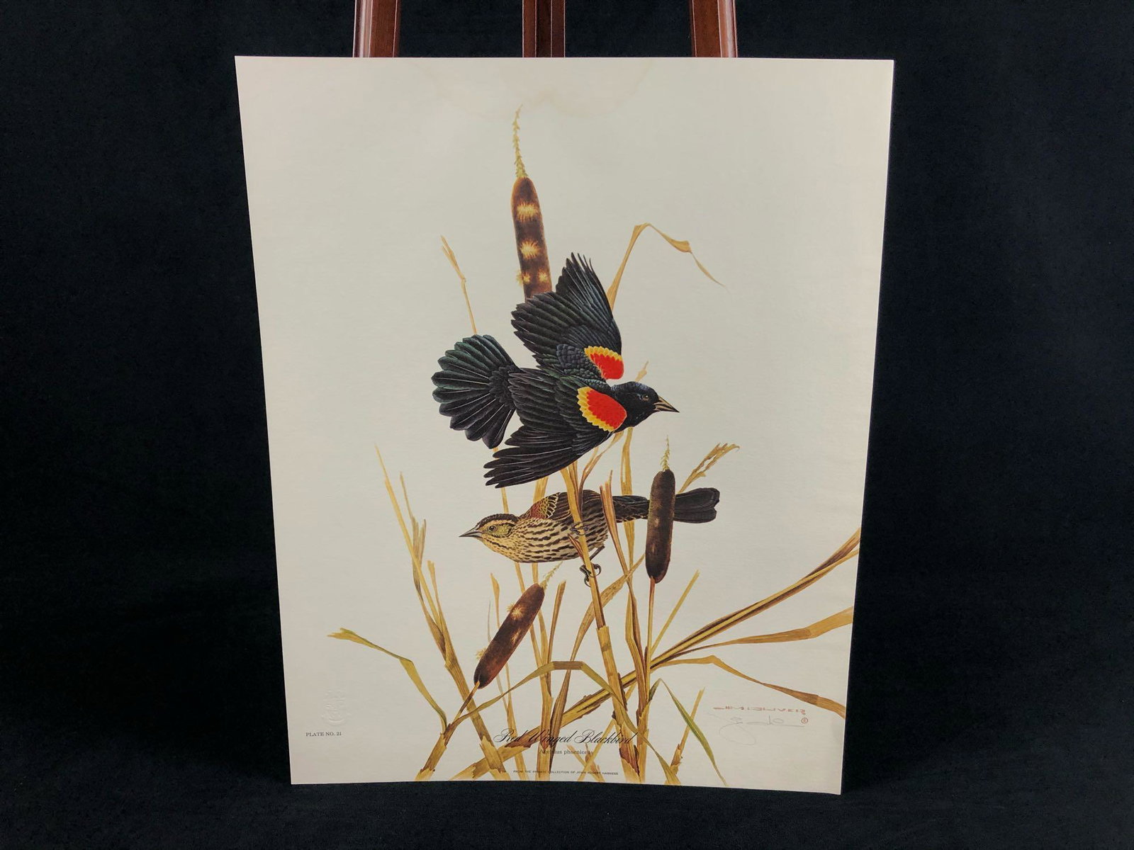 Vintage Wildlife Artist Jim Oliver "Red Winged: Authentic Wildlife Artist Jim Oliver "Red Winged Blackbird " Signed Embossed Lithograph Print & Bonus Good Condition - never framed light water damage top center as pictured Lithograph 16" x 20" Plate