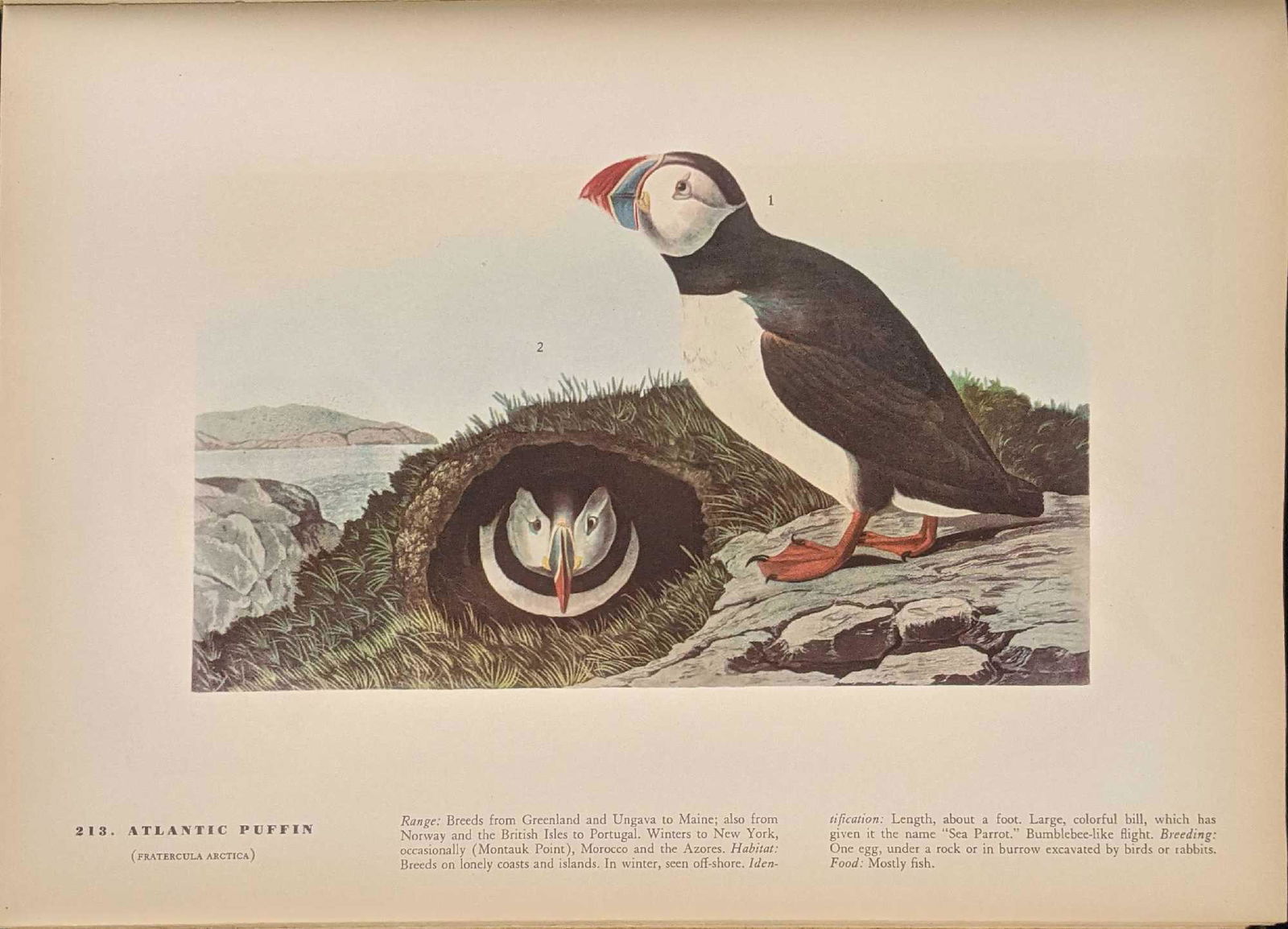 Vintage The Birds Of America By John James Audubon (1 of 10)