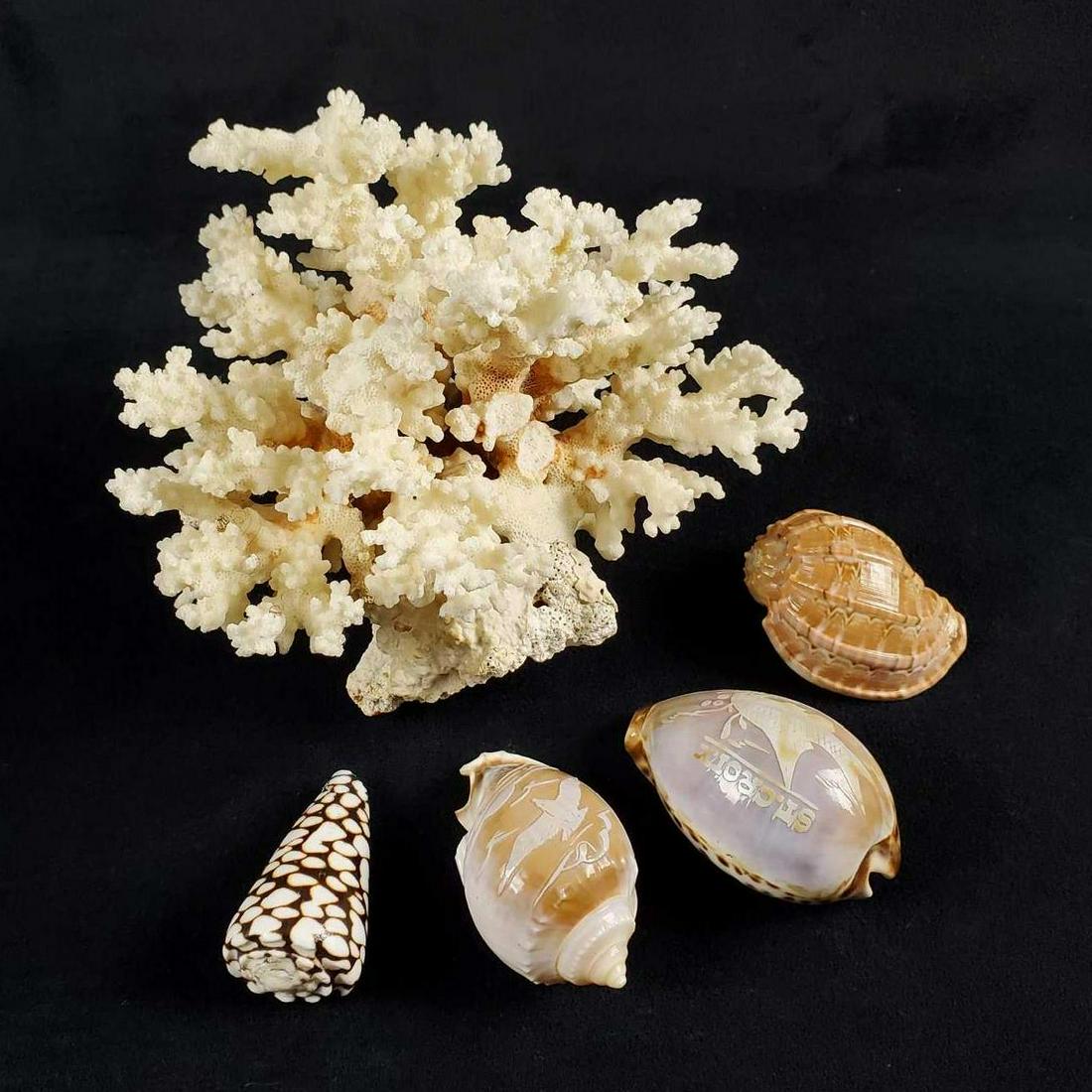 Polished Nautical Seashells Coral Lot Of Five (1 of 10)