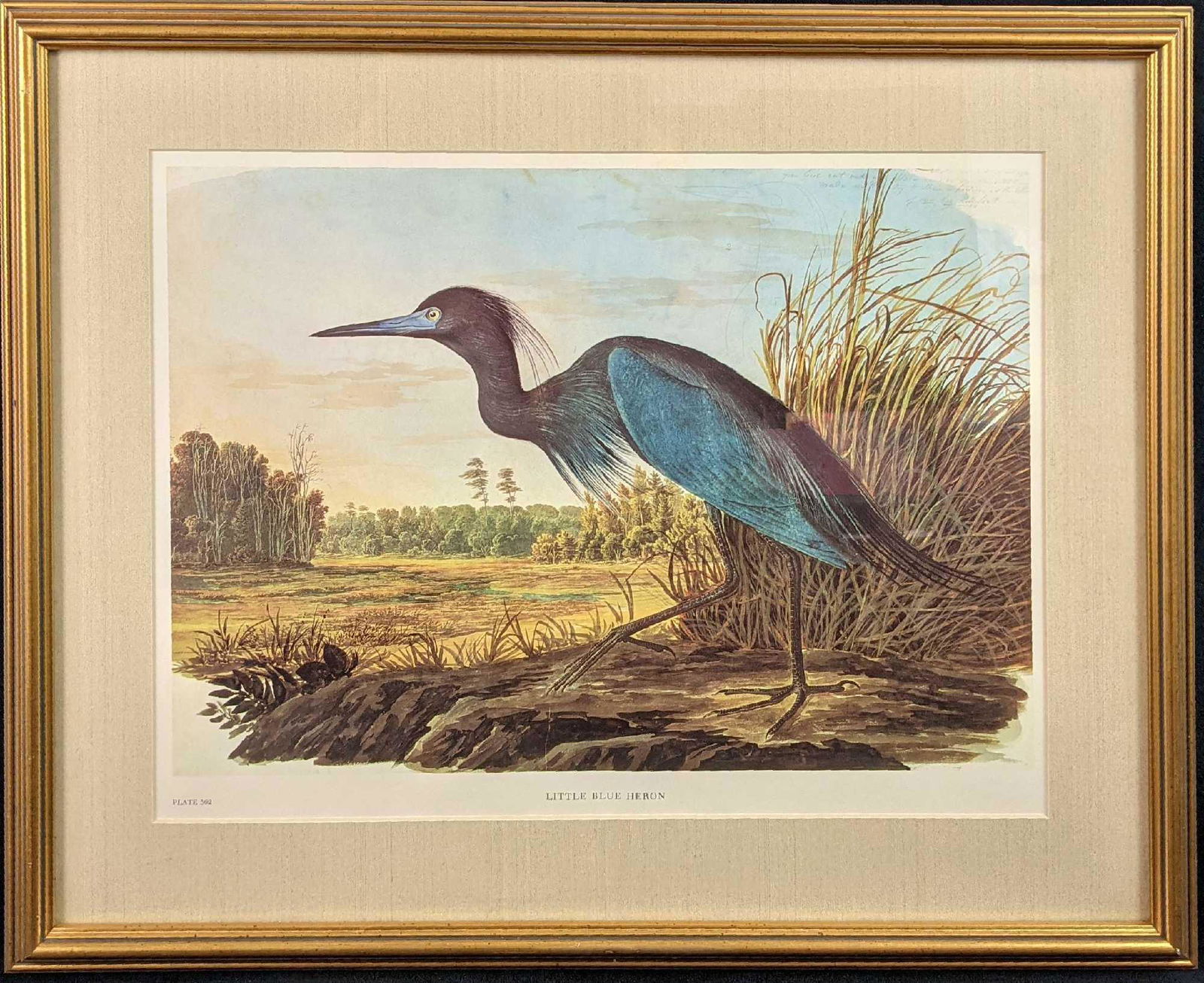 John James Audubon Folio Plate 362 Little Blue Heron (1 of 6)