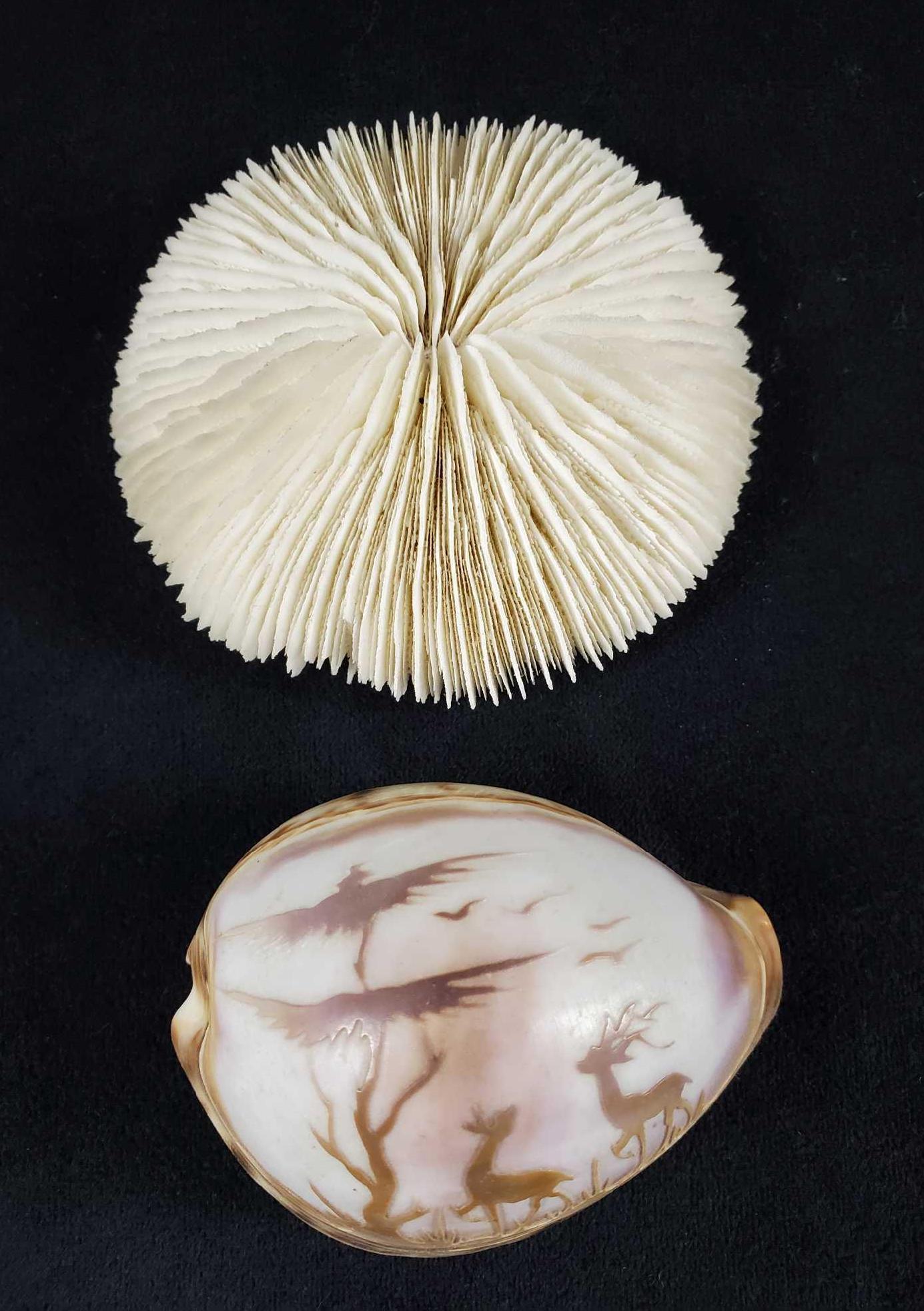 2 Polished Seashells Deer Etching Art (1 of 8)