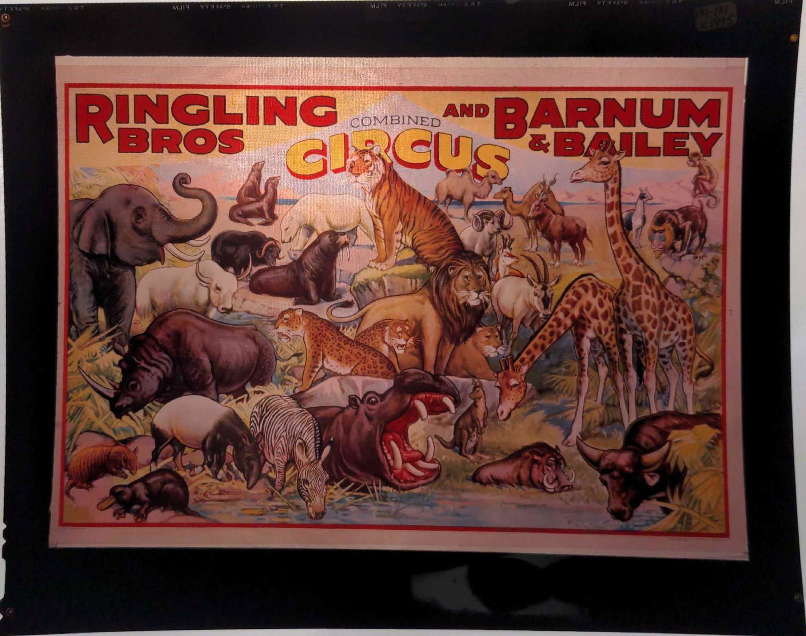 Ringling Brothers Barnum Circus Poster Transparency (1 of 3)