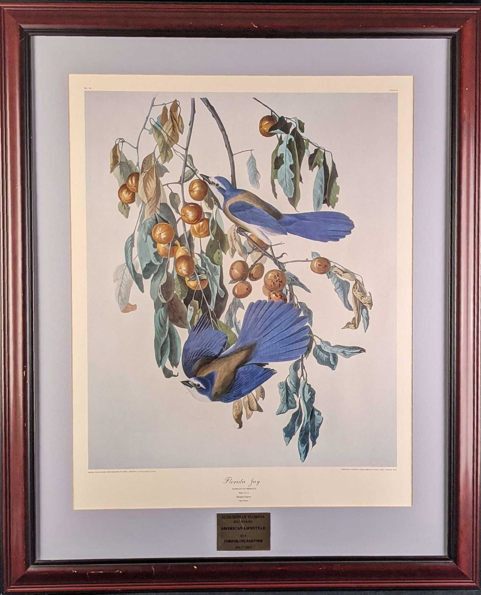 Framed Florida Jay Audubon Engraved Print (1 of 10)