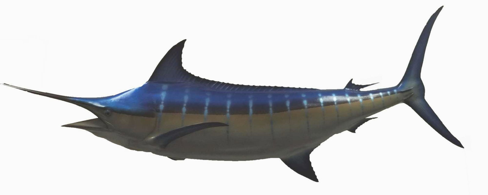 11 FT Blue Marlin Replica: 11 FT Blue Marlin Replica. This replica is hallow and made out of plastic and has realistic features such as glossy eyes, a beautifully painted blue body that glistens nicely in any lighting with a ve