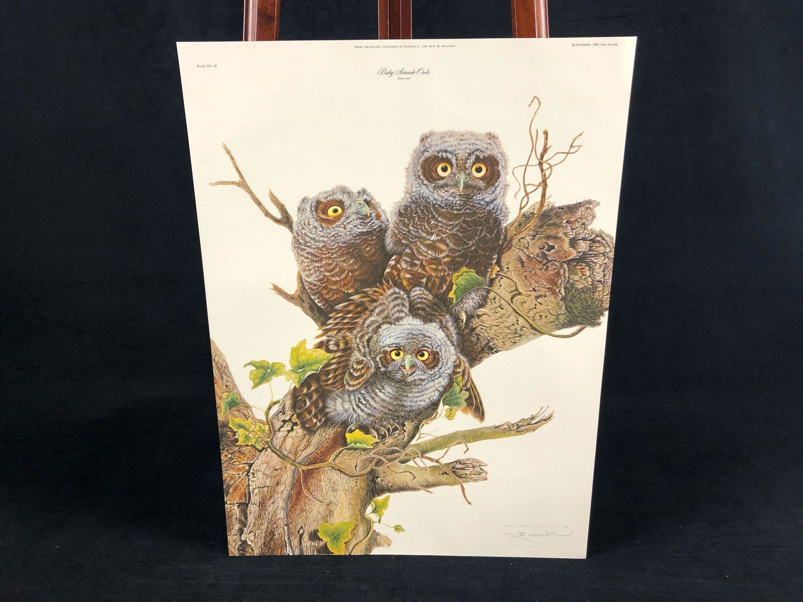 Vintage Wildlife Artist Jim Oliver "Baby Screech Owls" (1 of 10)