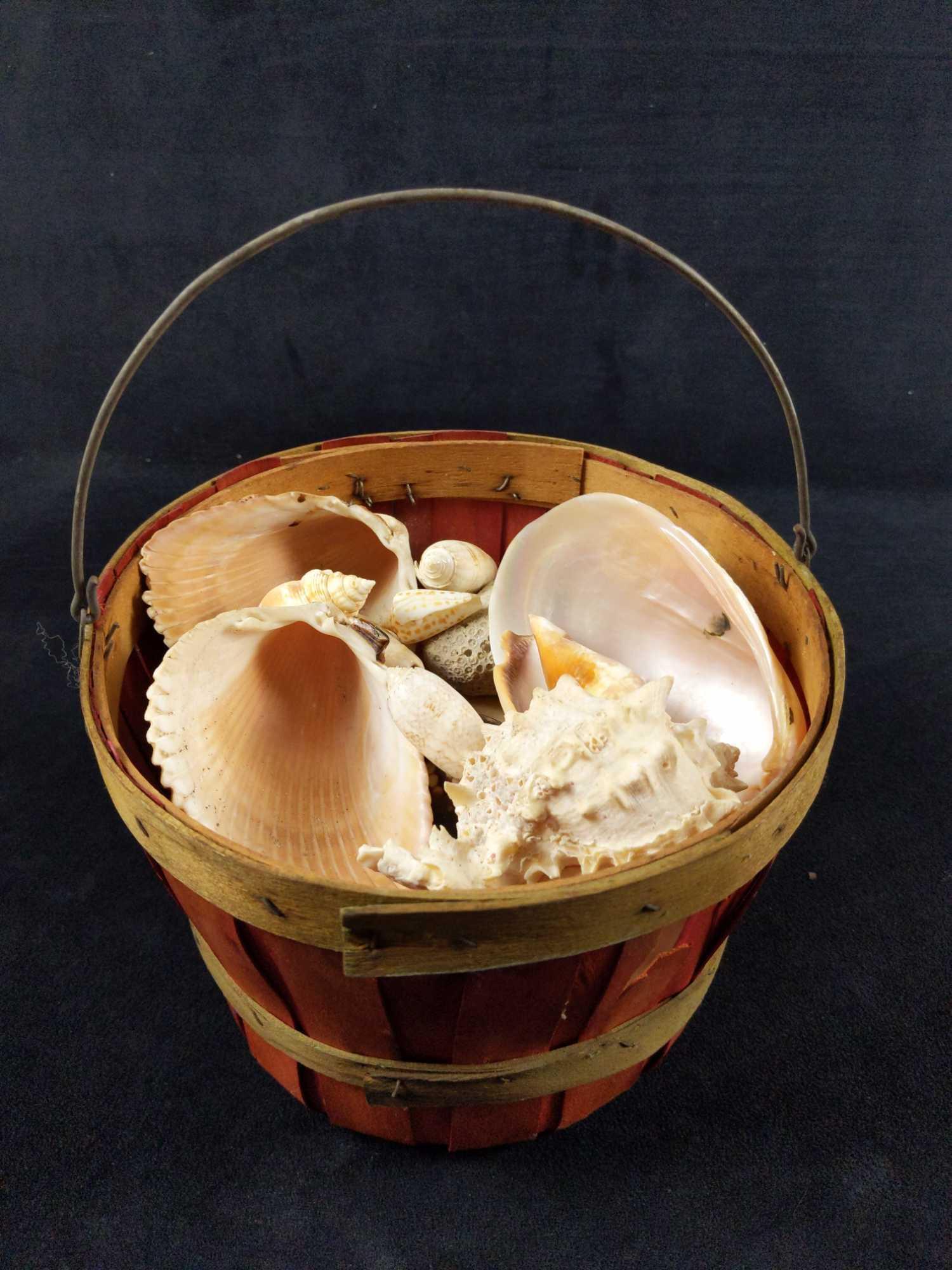 Basket Of Nautical Natural Seashells 4LB (1 of 6)