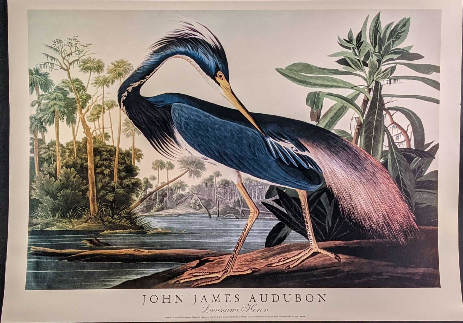 John James Audubon Louisiana Heron Poster Print: John James Audubon Louisiana Heron Poster Print. Was released in 2009 by the New York Graphic Graphic Society. The poster is approx 34" x 24". The poster is in a good, used condition with some light c