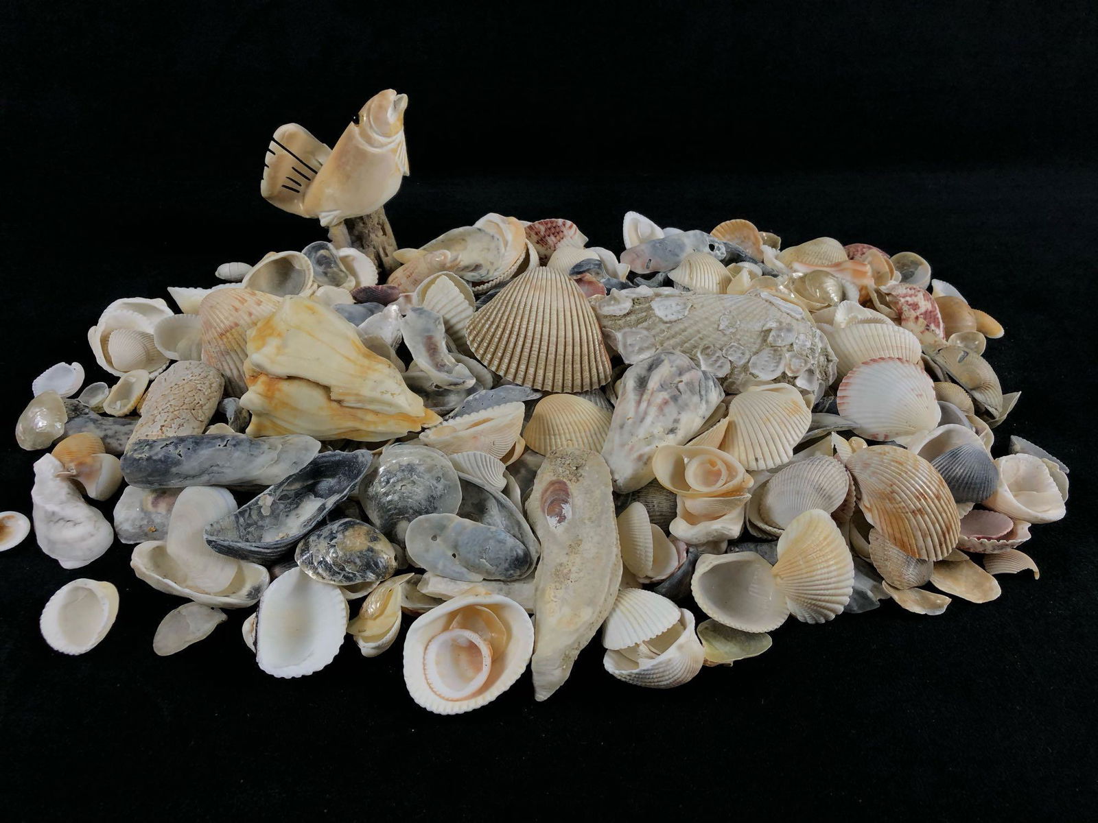 Vintage Lot Of Natural Sea Shells (1 of 11)