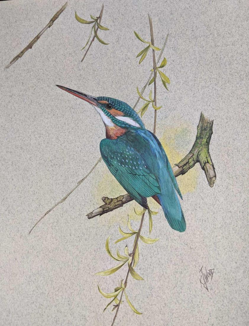 Bird Art Prints by K.J. Wood (1 of 7)