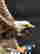 item-120320014=3