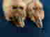 item-121514200=5