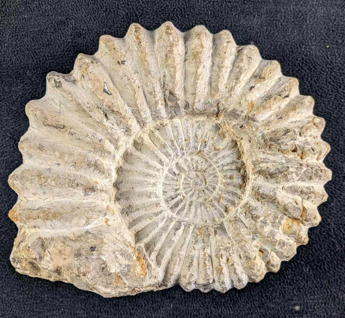 Large Ammonite Fossil (1 of 6)