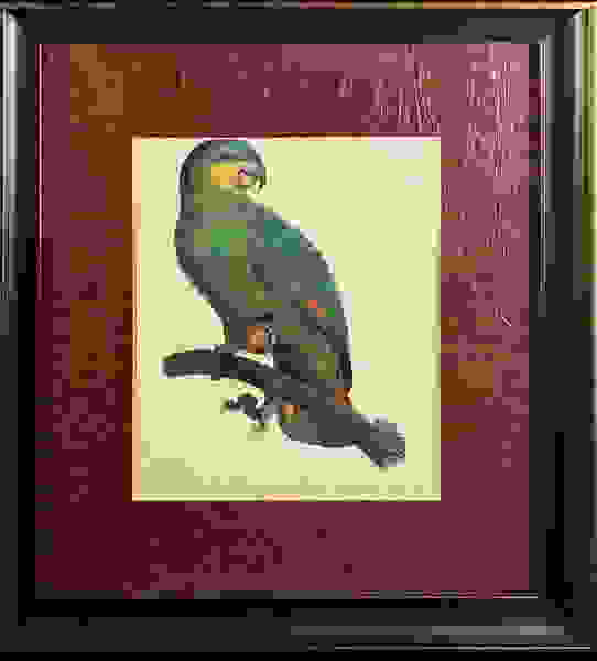 Orange Winged Parrot Framed Fine Art Print First Image