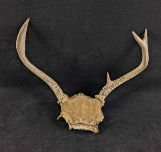 Buck Antlers 5 Point Buck Antlers: Buck Antlers 5 Point Buck Antlers These antlers are from a young buck. This is a 5 pointer buck. These antlers are in good condition and pretty white with some wear but overall in good condition. 