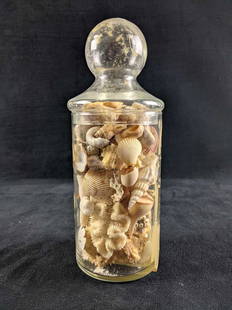 Nautical Shells From Around the World: Nautical Shells From Around the World This is a glass vase with a lid full of collected shells from around the world. These shells are beautiful. The vase has some discoloring but overall is clear.