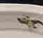 item-129172037=3