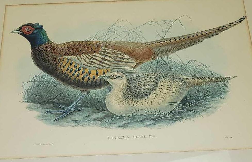 John Gould Phasianus Shawi Litho Print Hand Colored (1 of 10)