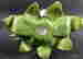 item-129272244=8
