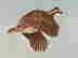 item-129272303=3