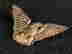 item-129304411=4