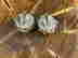item-131581495=4