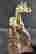 item-131581809=9