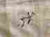 item-131631185=2