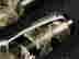 item-131690479=10