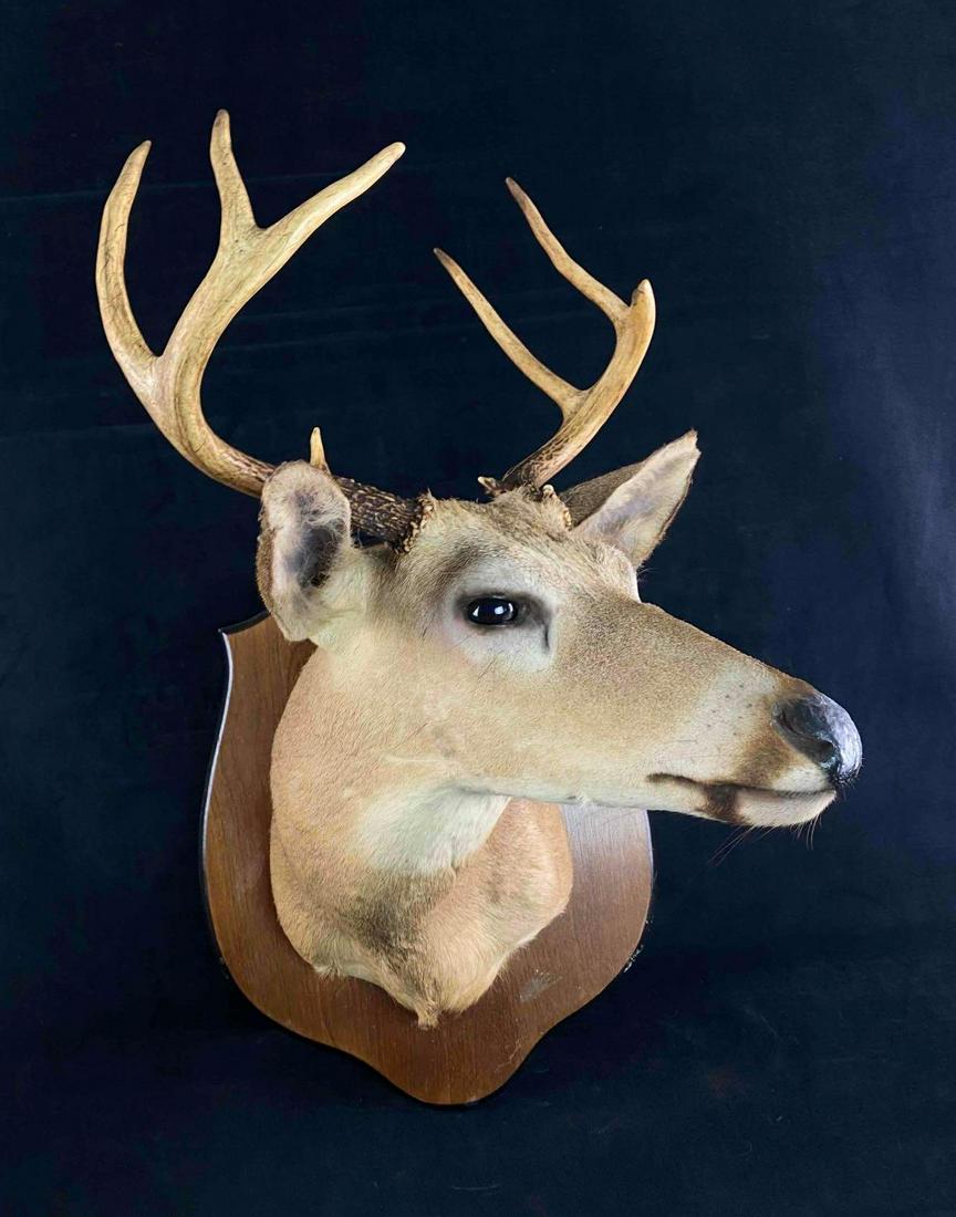 Vintage 6 Point White Tail Deer Taxidermy Mount: Vintage 6 Point White Tail Deer Taxidermy Mount Very good condition no damage 6 points 23" x 15" 10 lbs