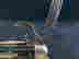 item-133907409=15