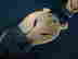 item-134318442=7