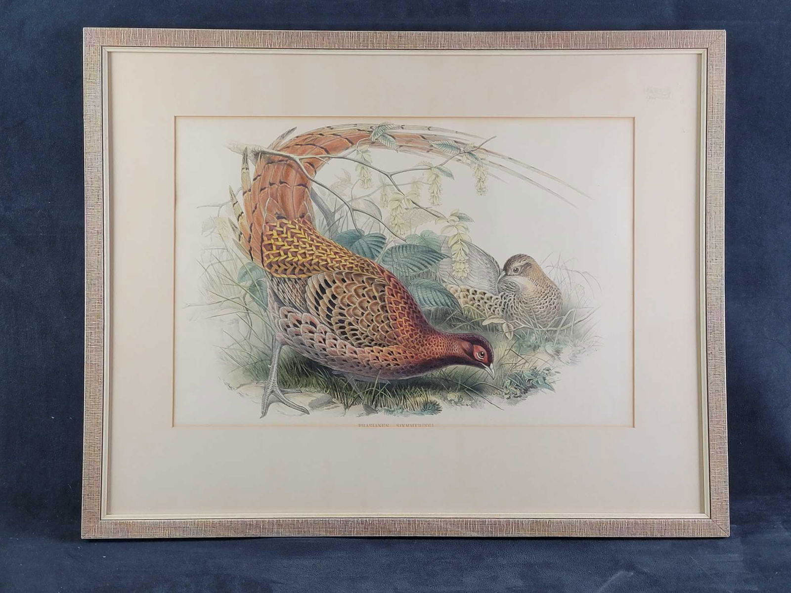 John Gould Phasianus Soemmeringi Litho: This mid-century" Phasianus Soemmeringi" lithograph is by John Gould. A very talented artist. It is framed and matted. In good vintage condition, with no known damages. Approx. measures 28 1/2" x 1/2"