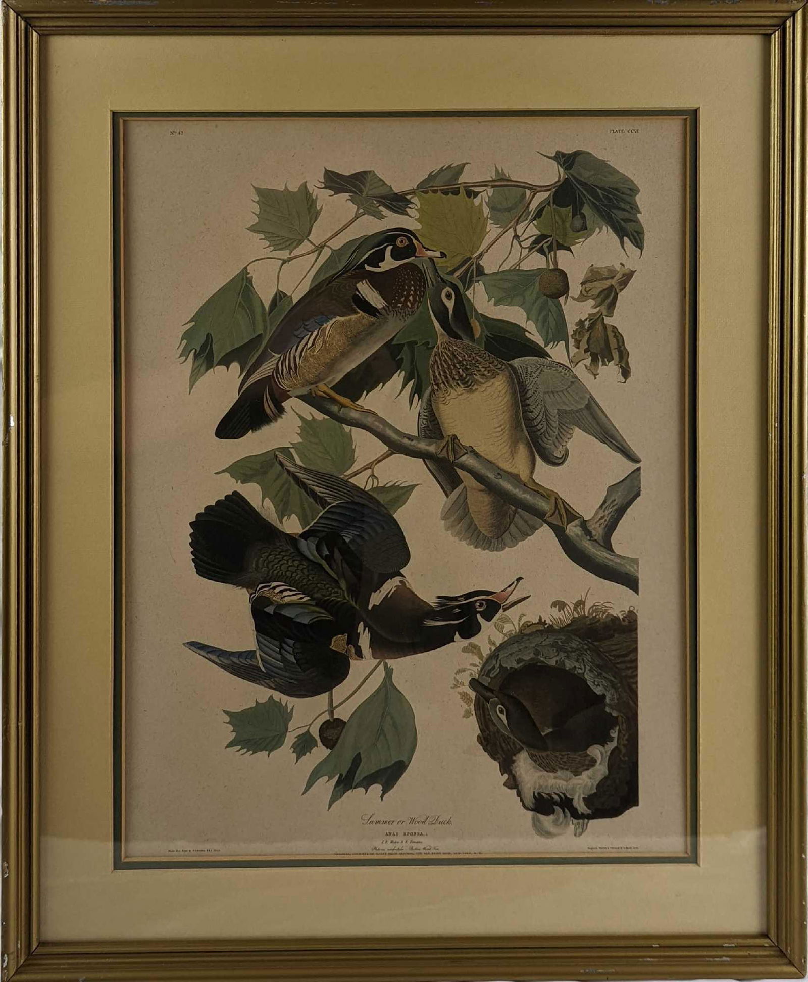 Summer or Wood Duck Illustration Print (1 of 7)